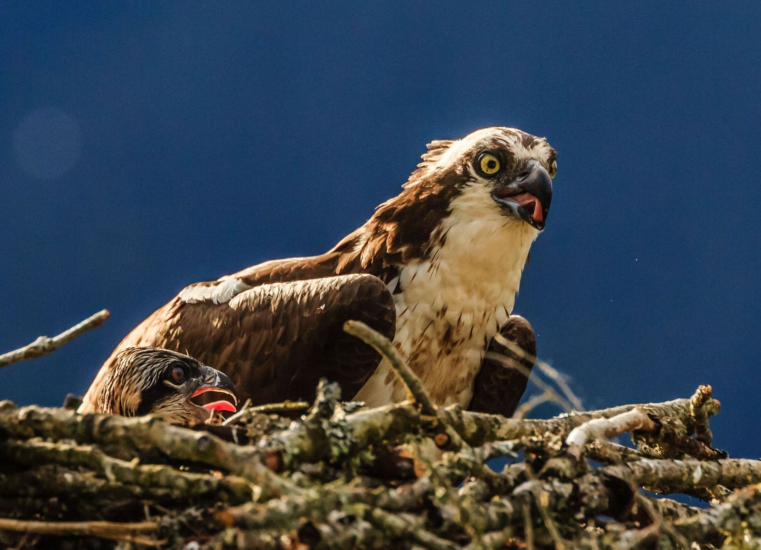 Osprey, Pitt Lake, Pitt Meadows