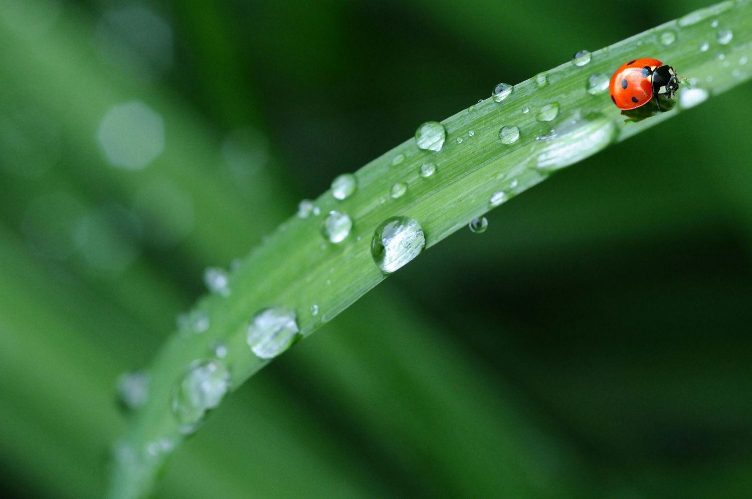 A tiny red ladybug perches on a green leaf covered in glistening water droplets after rain.