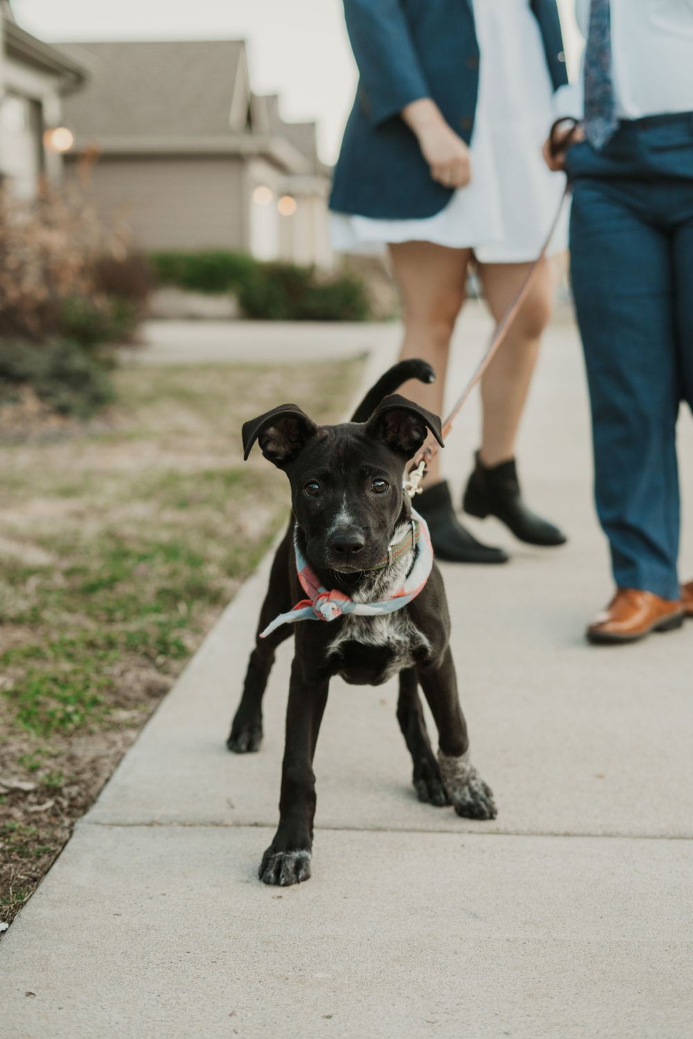 Black mixed breed puppy walking on sidewalk wearing a red collar.