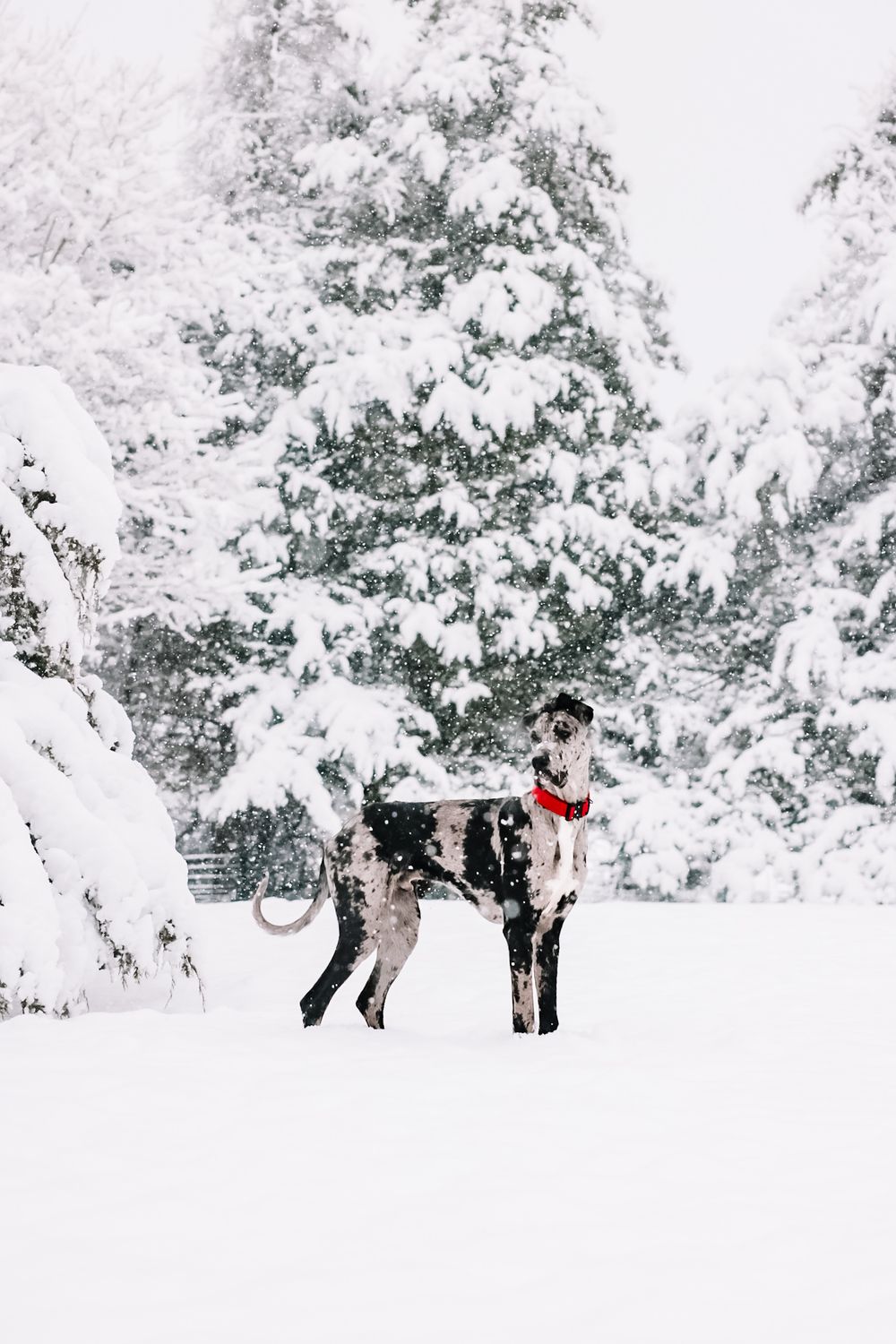 A large black and white dog wearing a red scarf stands in a snowy winter landscape with snow-covered evergreen trees.