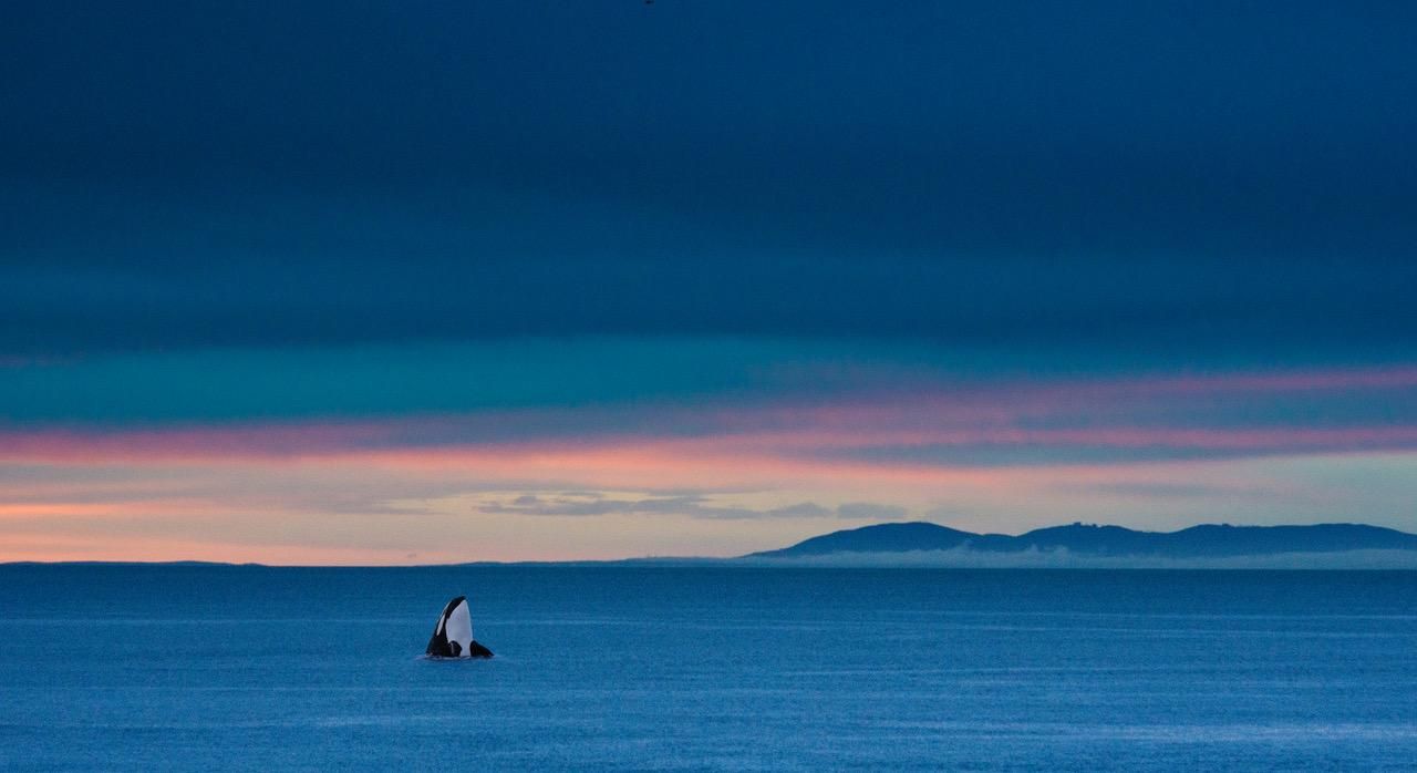 Killer whale popping out of the ocean.