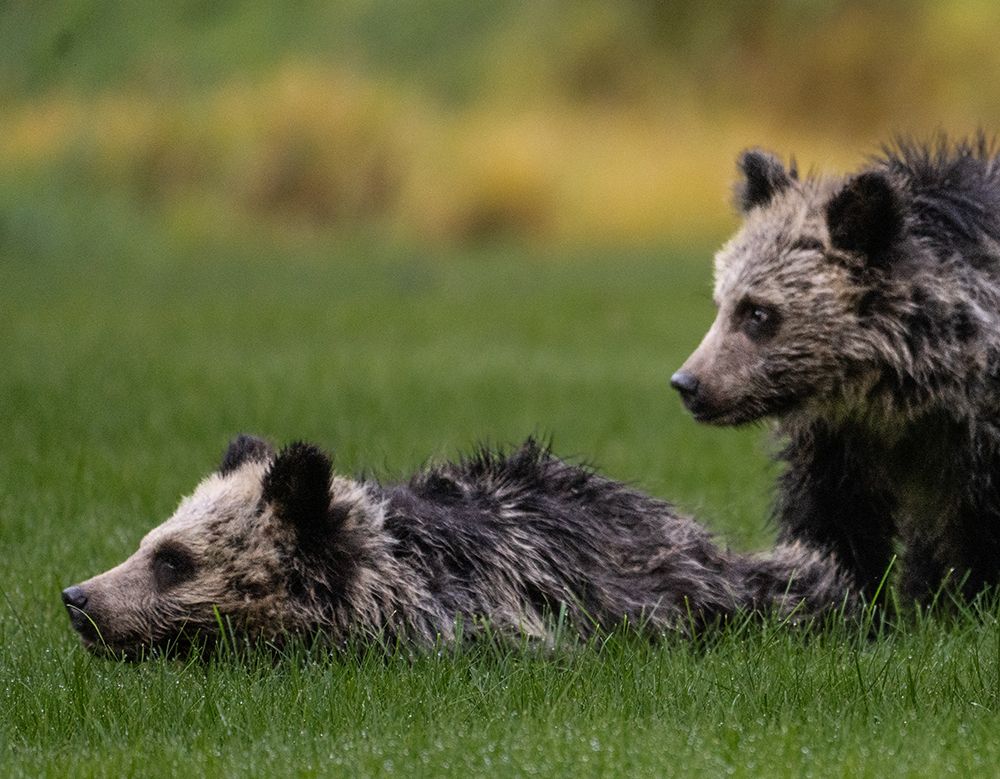 Close up of young grizzly bear.