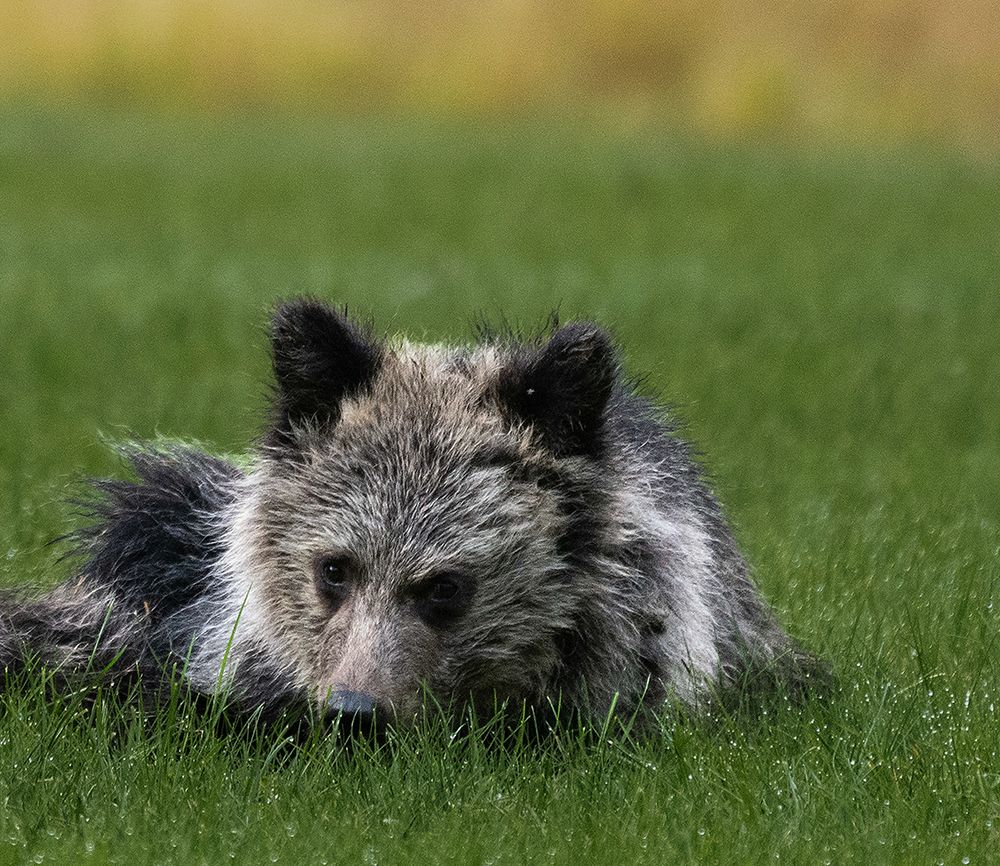 Close up of young grizzly bear.