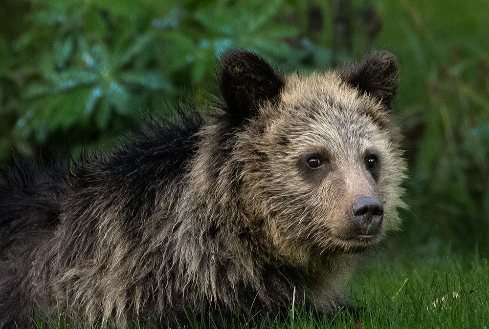 Close up of young grizzly bear.
