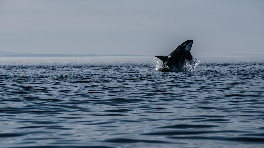 Killer whale jumping out of the ocean.
