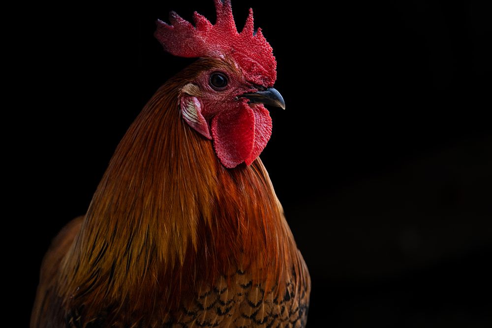 Close up of a rooster.
