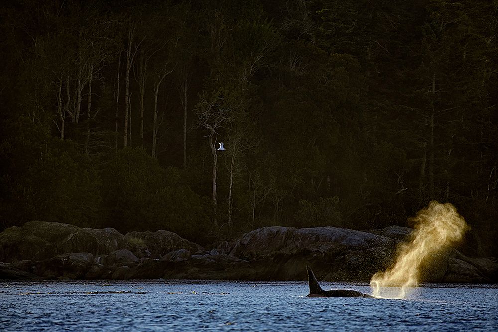 Killer whale swimming by the shore.
