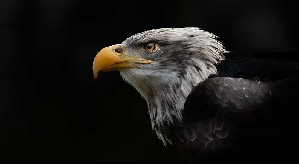 Profile of Bald Eagle.