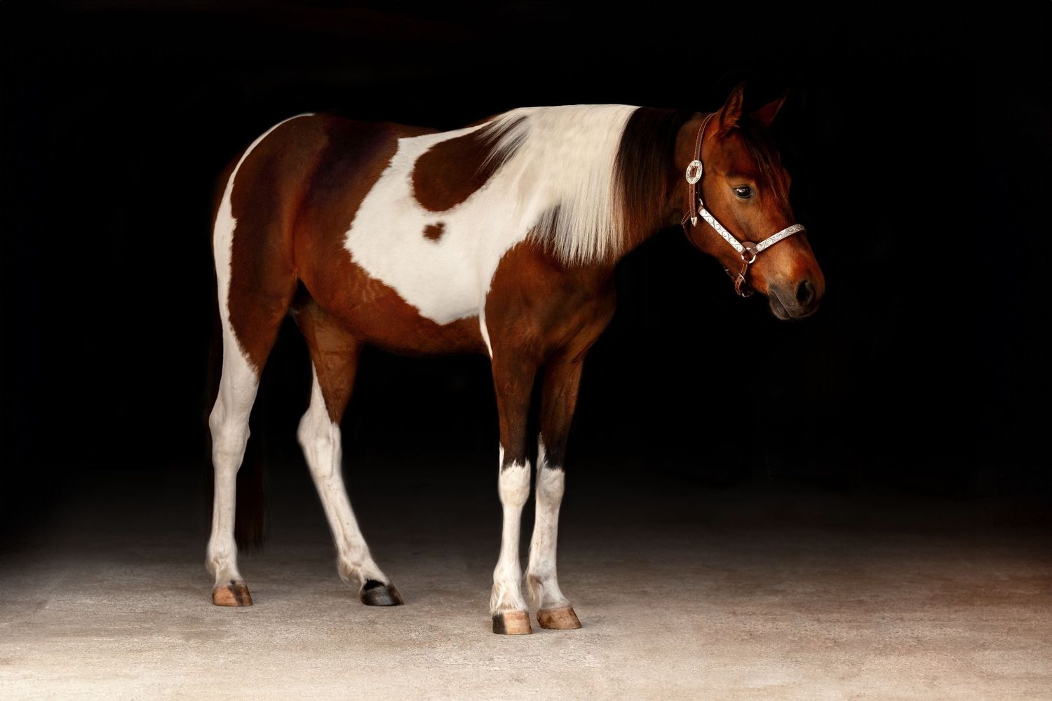 Pinto horse picture with a black background posing with show halter