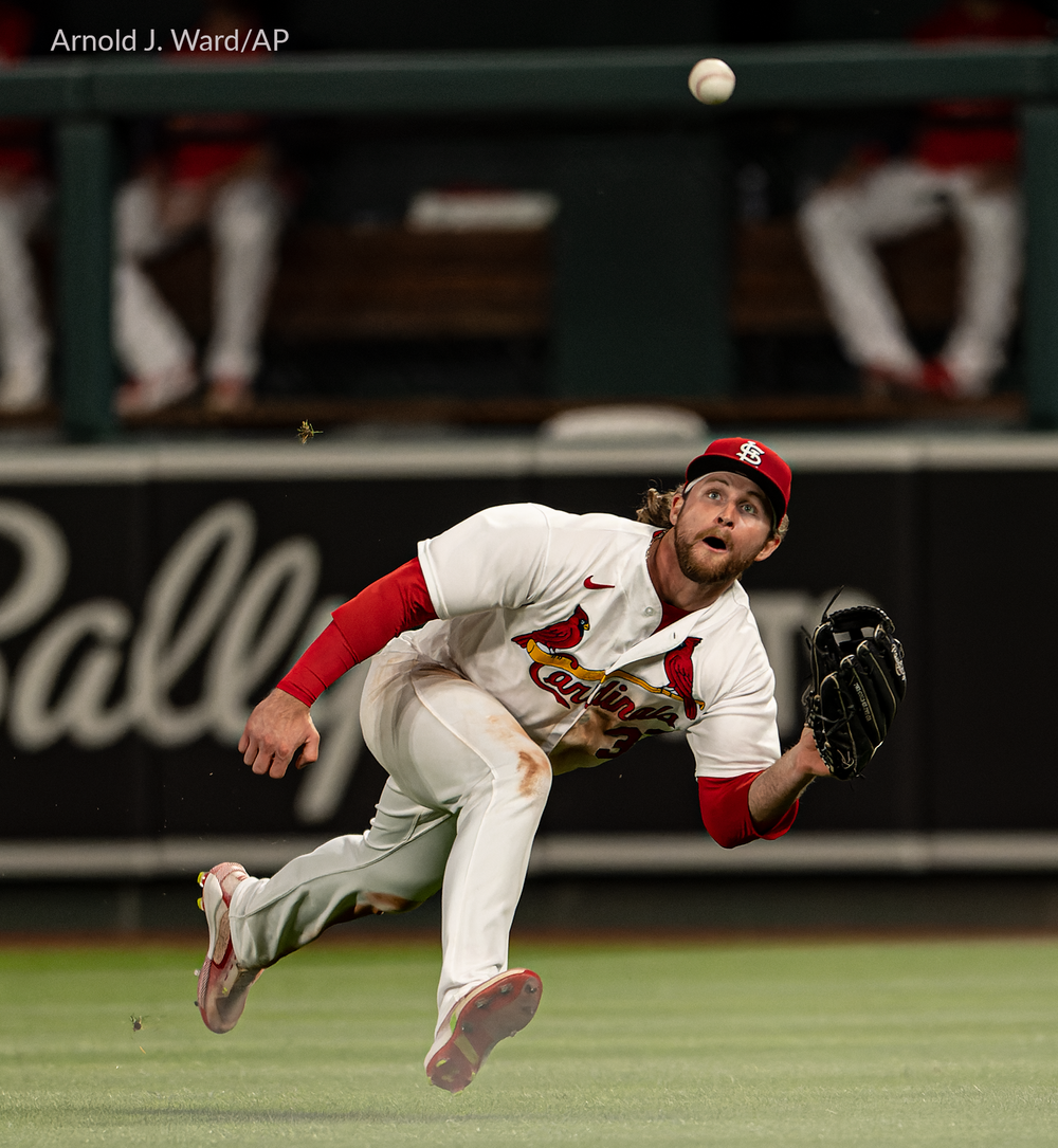 Cardinals baseball player makes a diving catch in the outfield during a game.