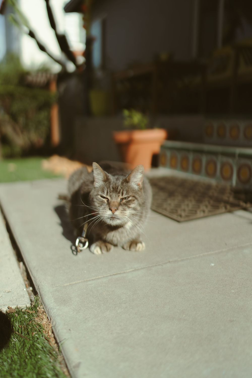 a cat sitting in the sun