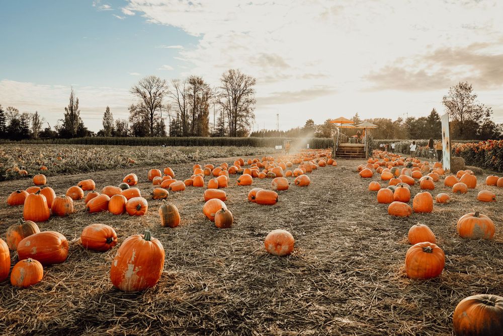 Scenic view of pumpkins scattered across a field at sunset.