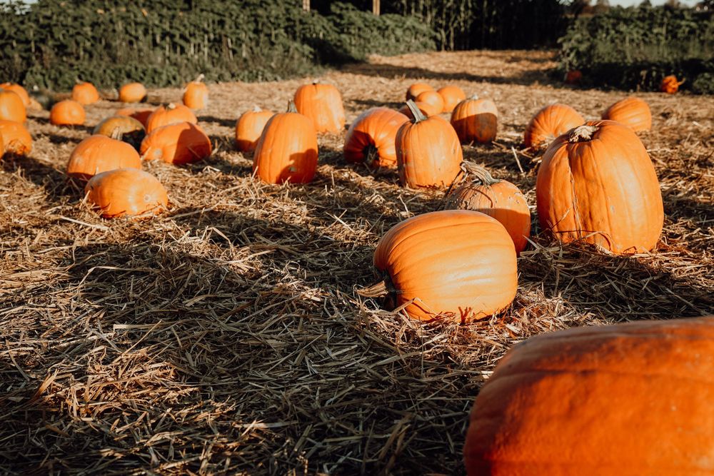 Orange pumpkins scattered across a dirt field at a pumpkin patch.