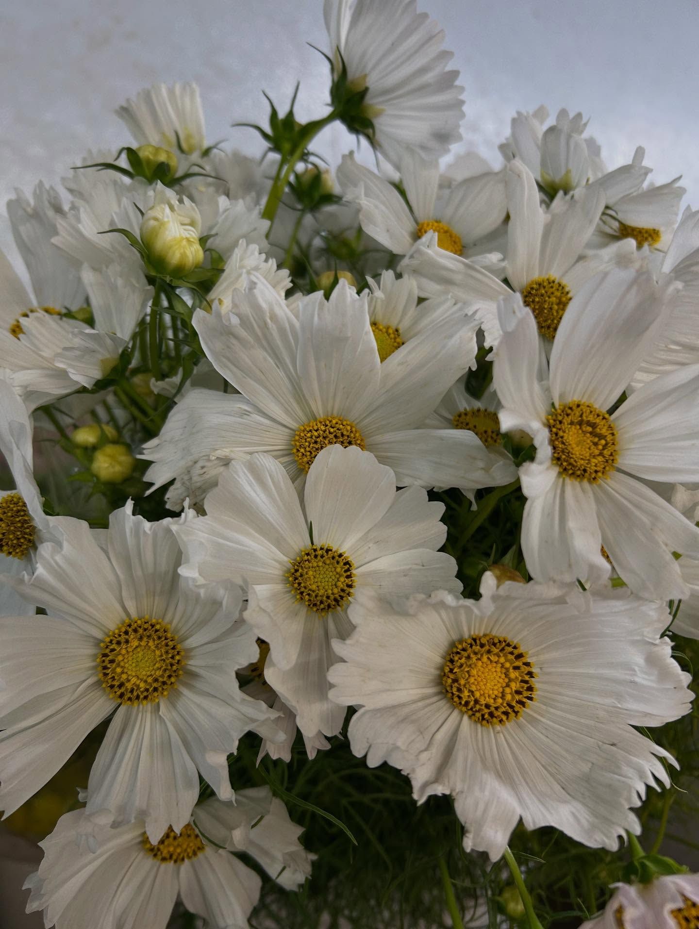 Close-up view of white daisy flowers with yellow centers in full bloom against a light background.