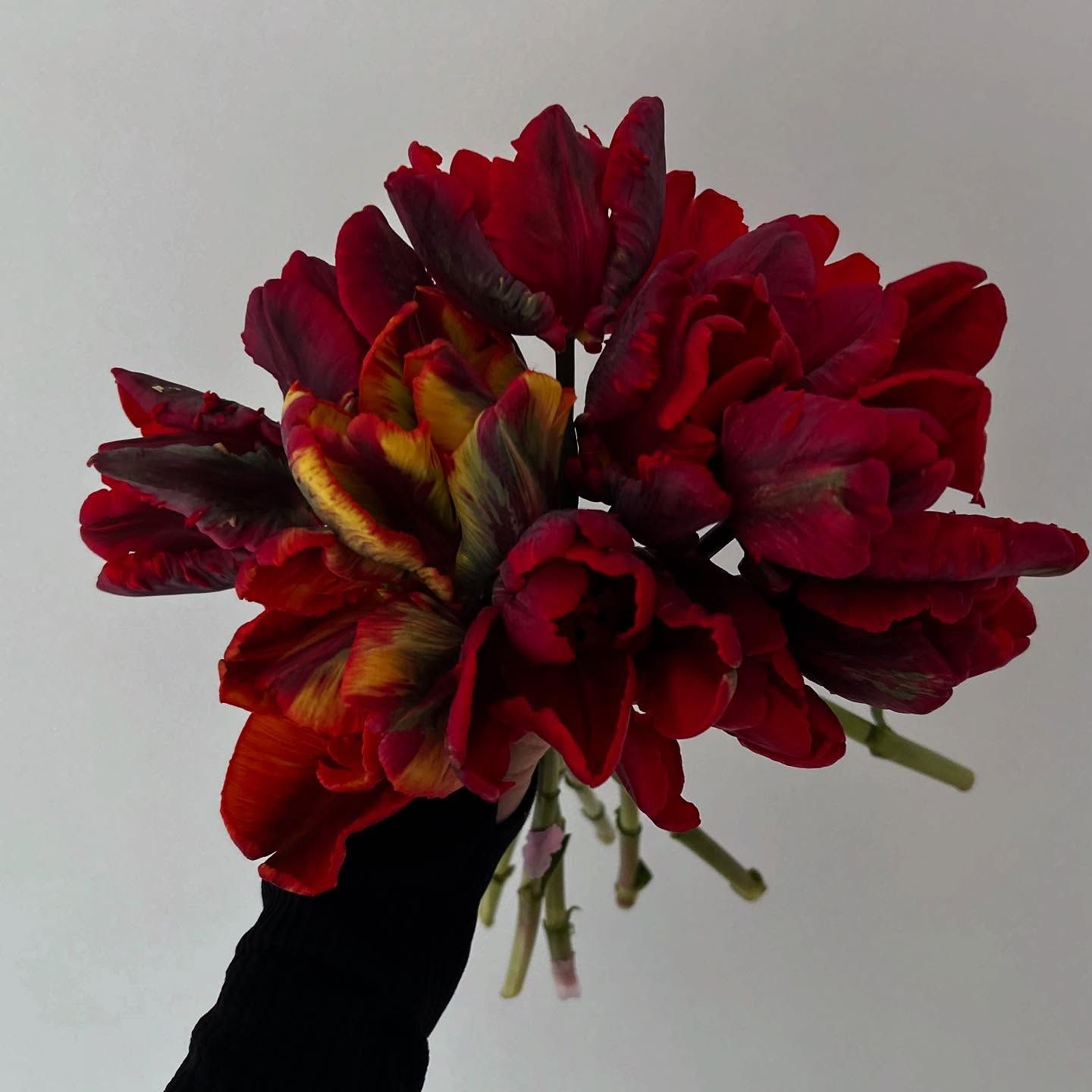 A deep red chrysanthemum flower shown in progressive stages of blooming against a light background.
