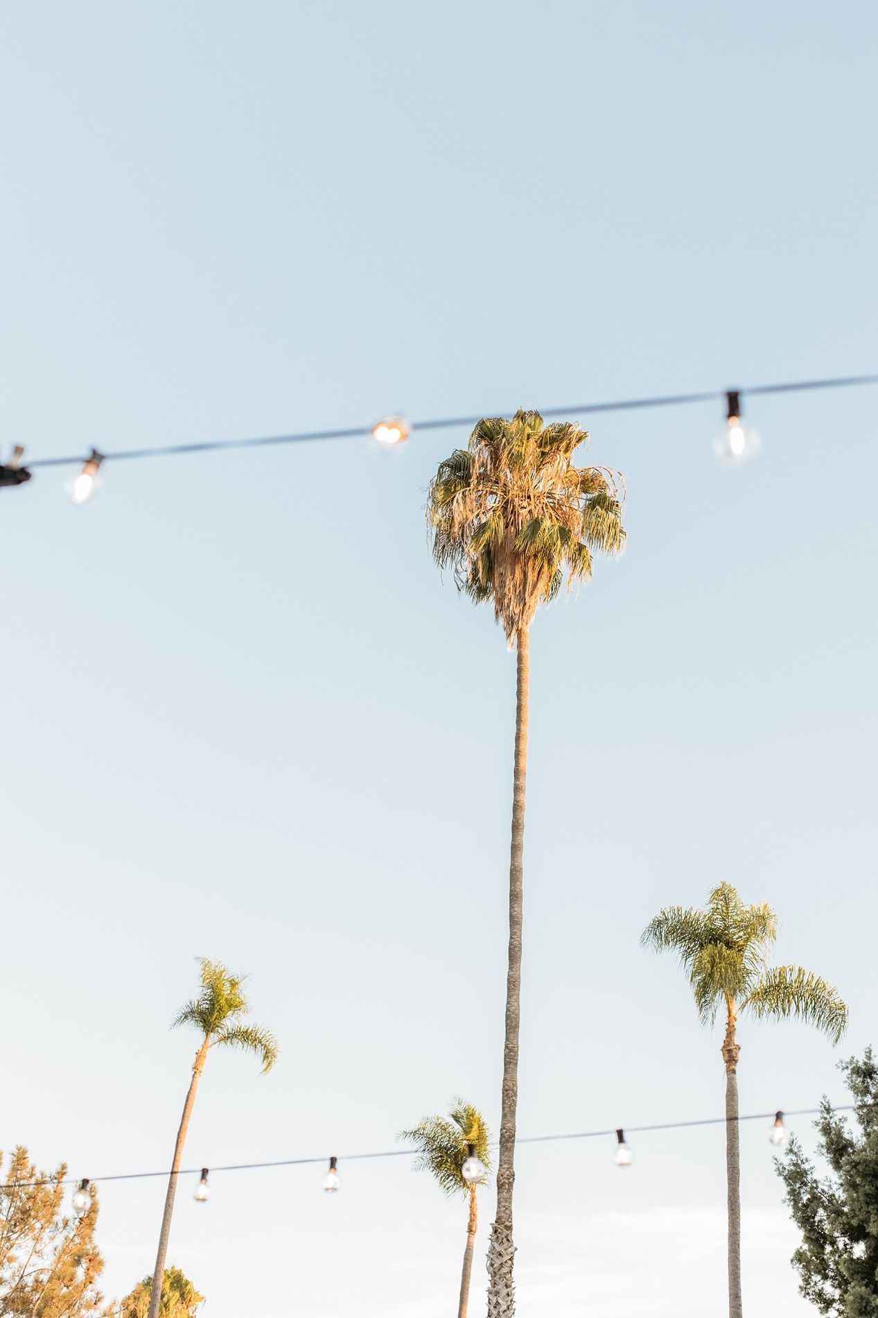 Tall palm trees against a clear blue sky with string lights hanging in the foreground at golden hour.