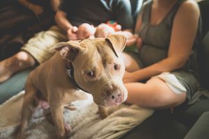 A tan pit bull dog sits on a bed with a couple holding a newborn baby in the background.