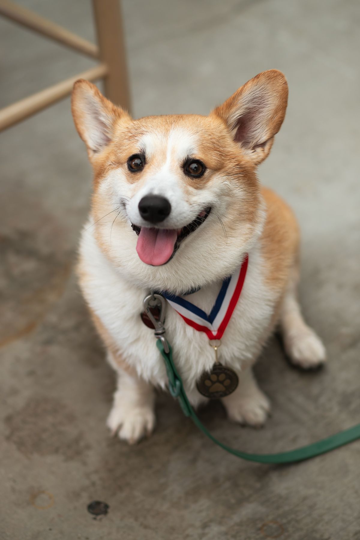 Corgi Dash event photography by Miami-based photographer Teá Mox.