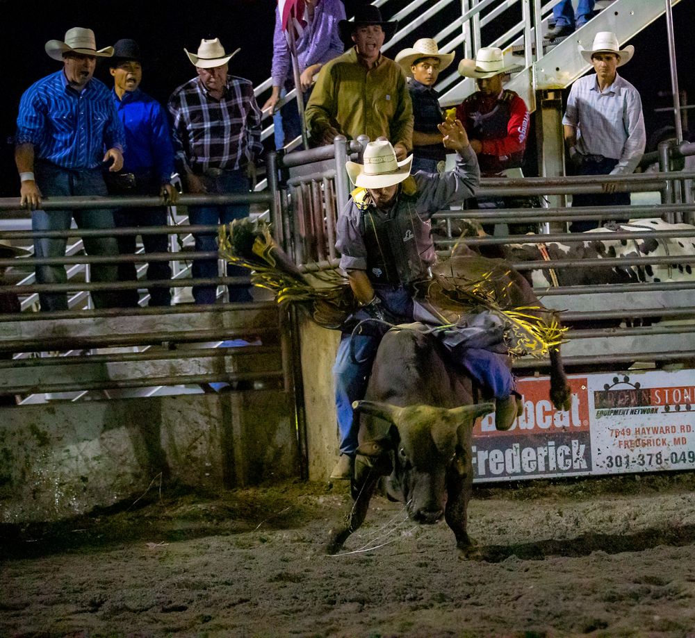 Cowboys attempt to lasso and wrangle a calf during a competitive rodeo event in a dirt arena.