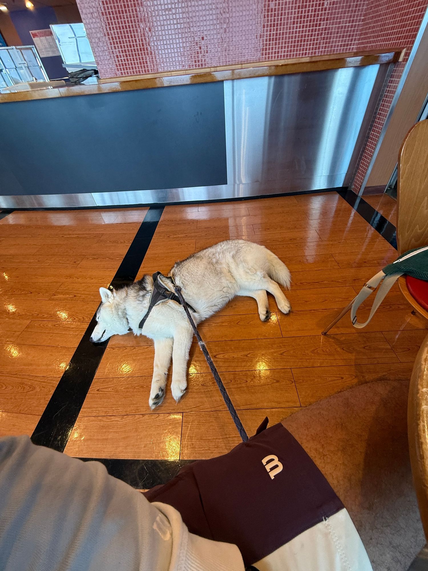 chien husky allongé dans un ferry moby lines pour aller en corse