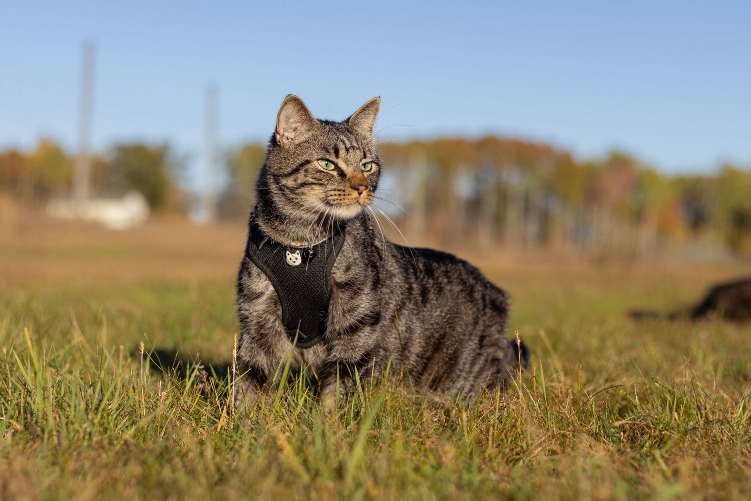 Gray tabby cat wearing a black harness resting in green grass under a clear blue autumn sky.