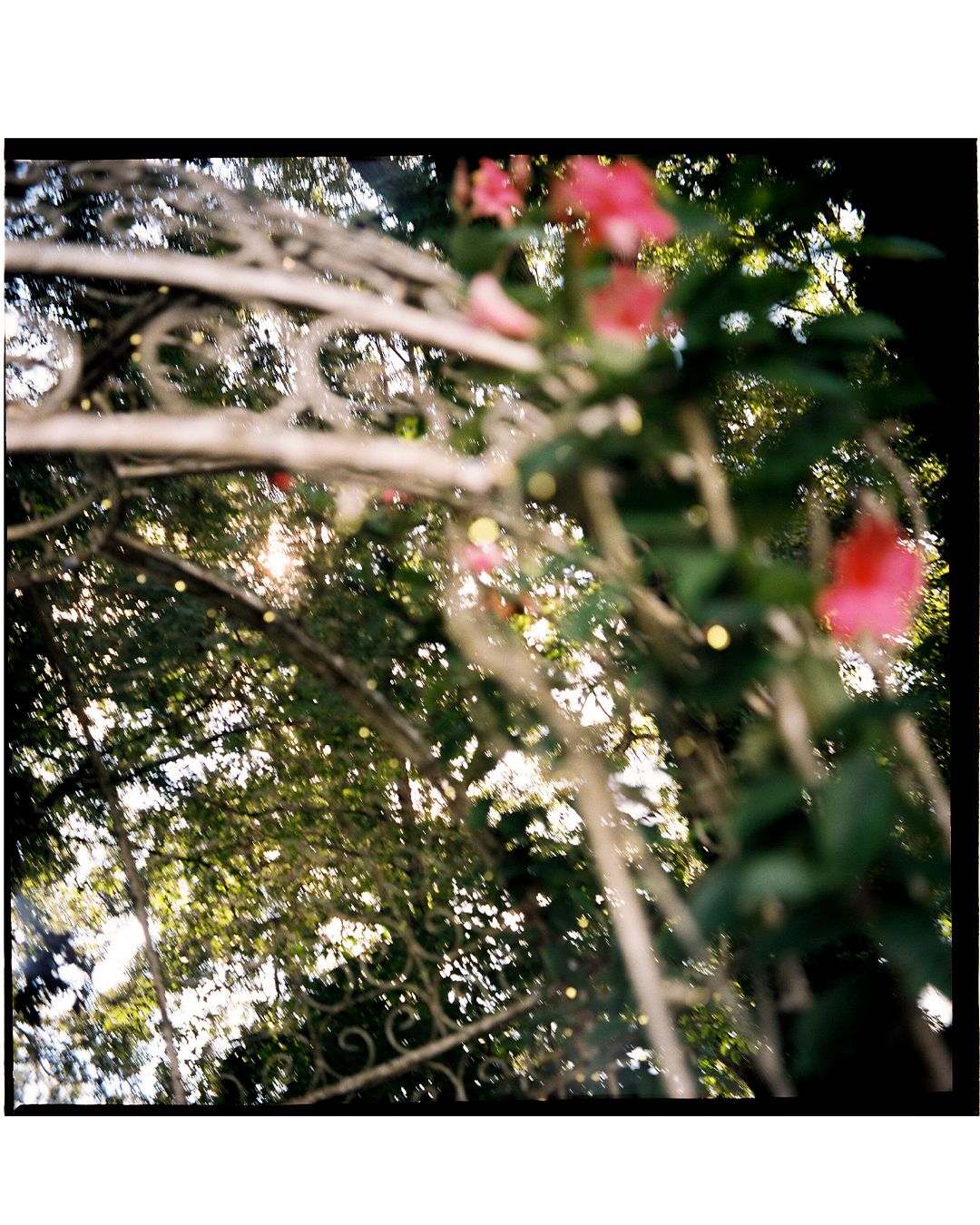 Delicate pink flowers bloom against a blurred natural background with soft bokeh lighting effects.