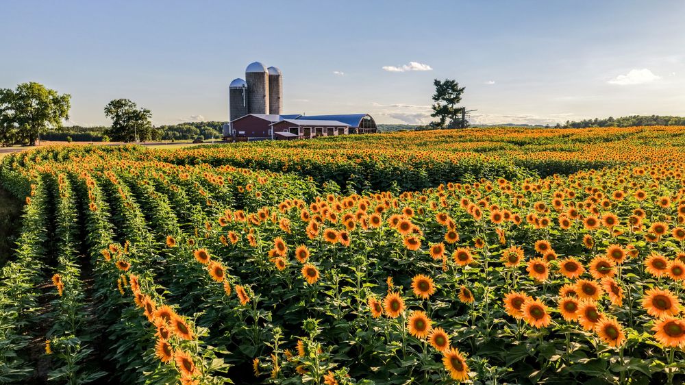 Vibrant sunflower field in full bloom with rows of yellow flowers leading to a farm with silos under a blue sky.