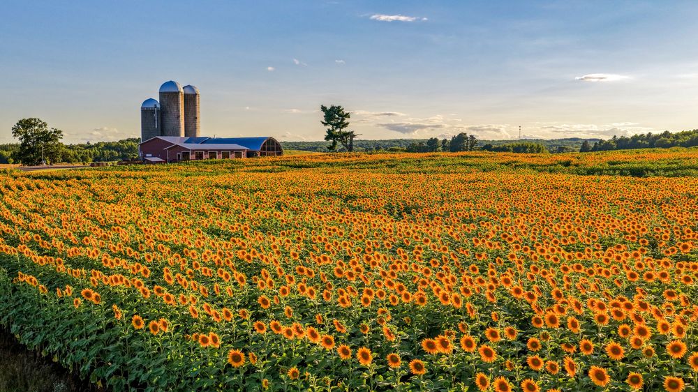 Vast sunflower field in full bloom with a red barn and twin silos under a golden sunset sky.
