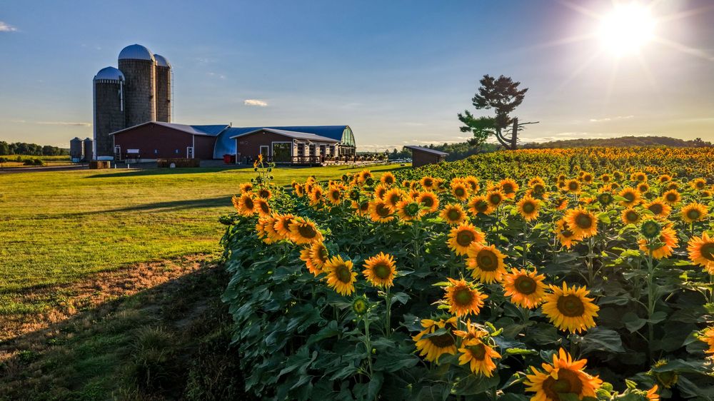 Sunflower field in full bloom at golden hour with a red barn and silos in the background on a sunny day.