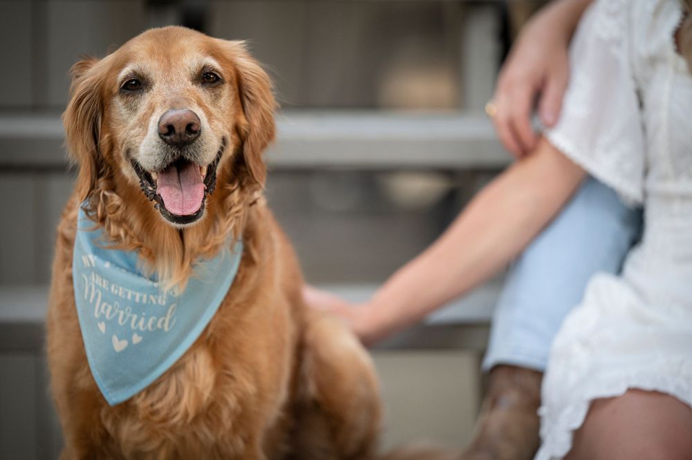 Smiling golden retriever wearing light blue bandana poses for portrait.