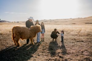 Highland cattle grazing in an open field during golden hour.