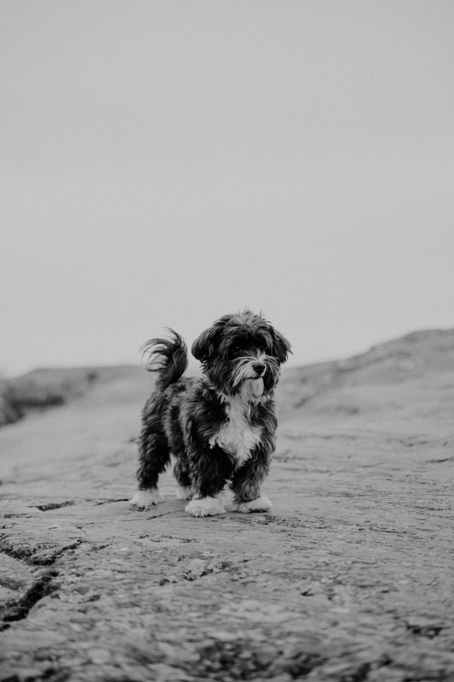 Black and white photo of a fluffy black and white dog standing on rocky terrain against a cloudy sky.