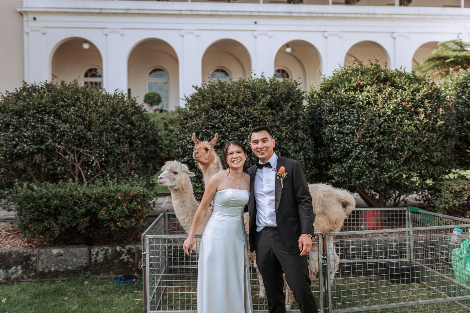 A couple in wedding attire posing with white greyhounds in front of an arched colonnade.