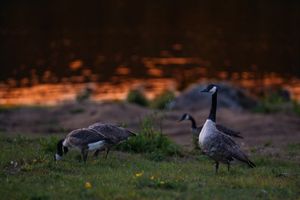 Two Canada geese grazing on grass at dusk with warm orange lighting in the background.