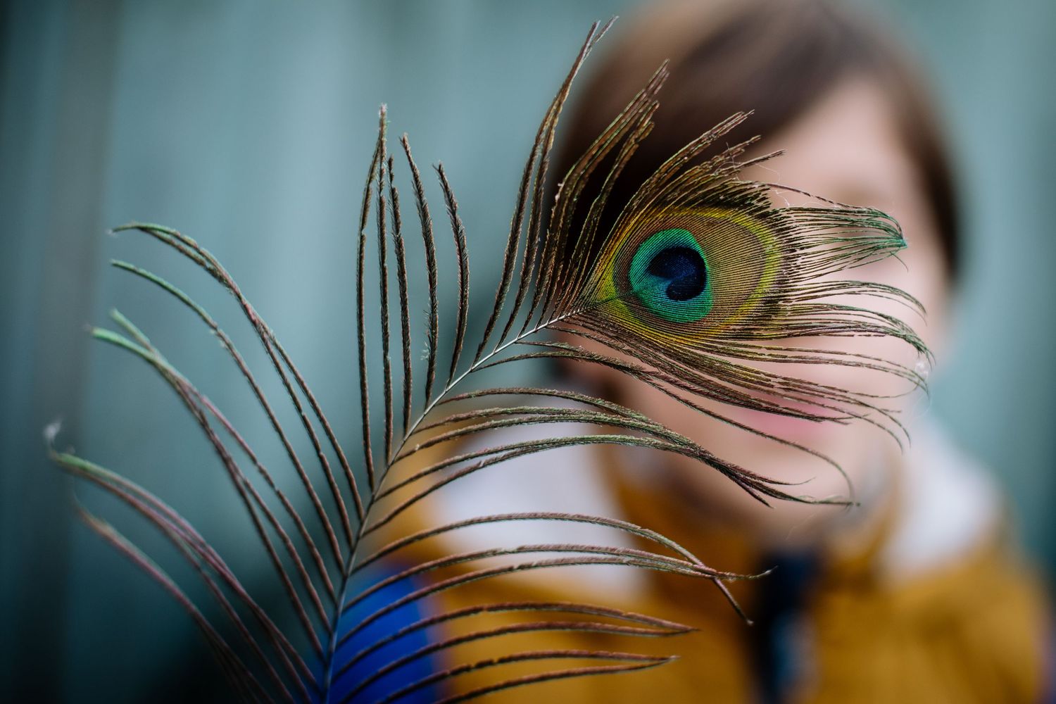 Colorful peacock feather creating artistic composition with soft blue background.
