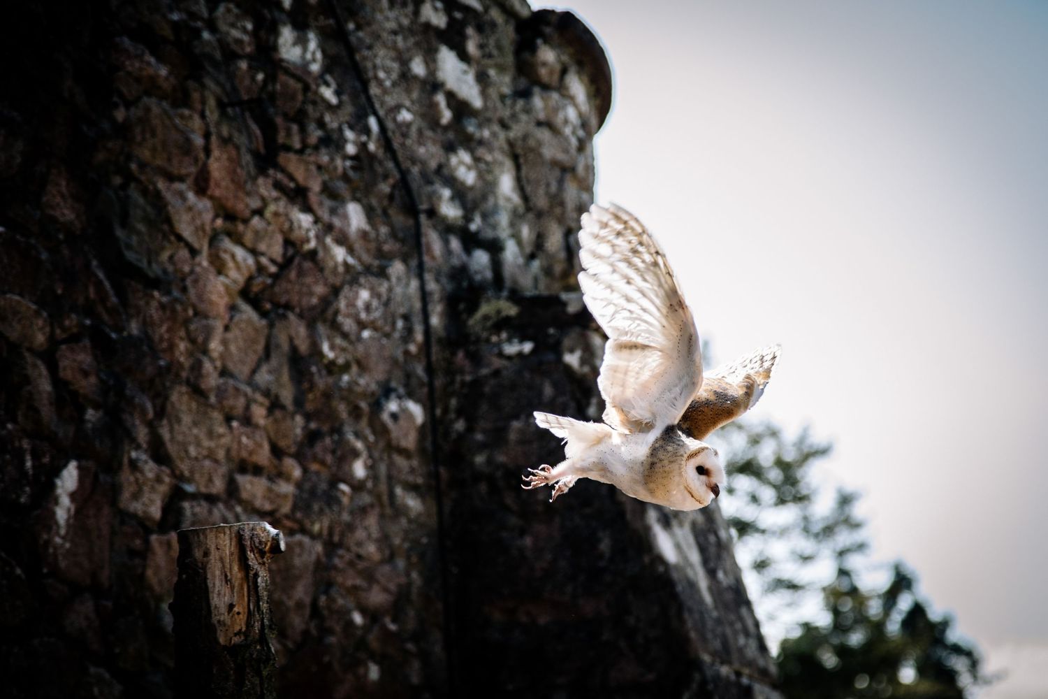 Majestic barn owl in flight against a rocky cliff backdrop.