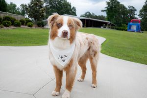 Adorable Australian Shepherd dog wearing white wedding bandana on outdoor patio.