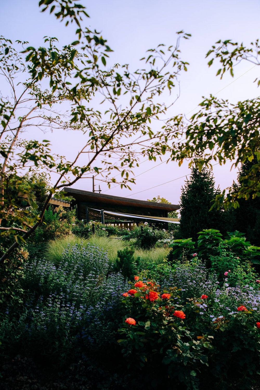A lush garden with vibrant red roses and wildflowers surrounds a modern house with large windows at dusk.