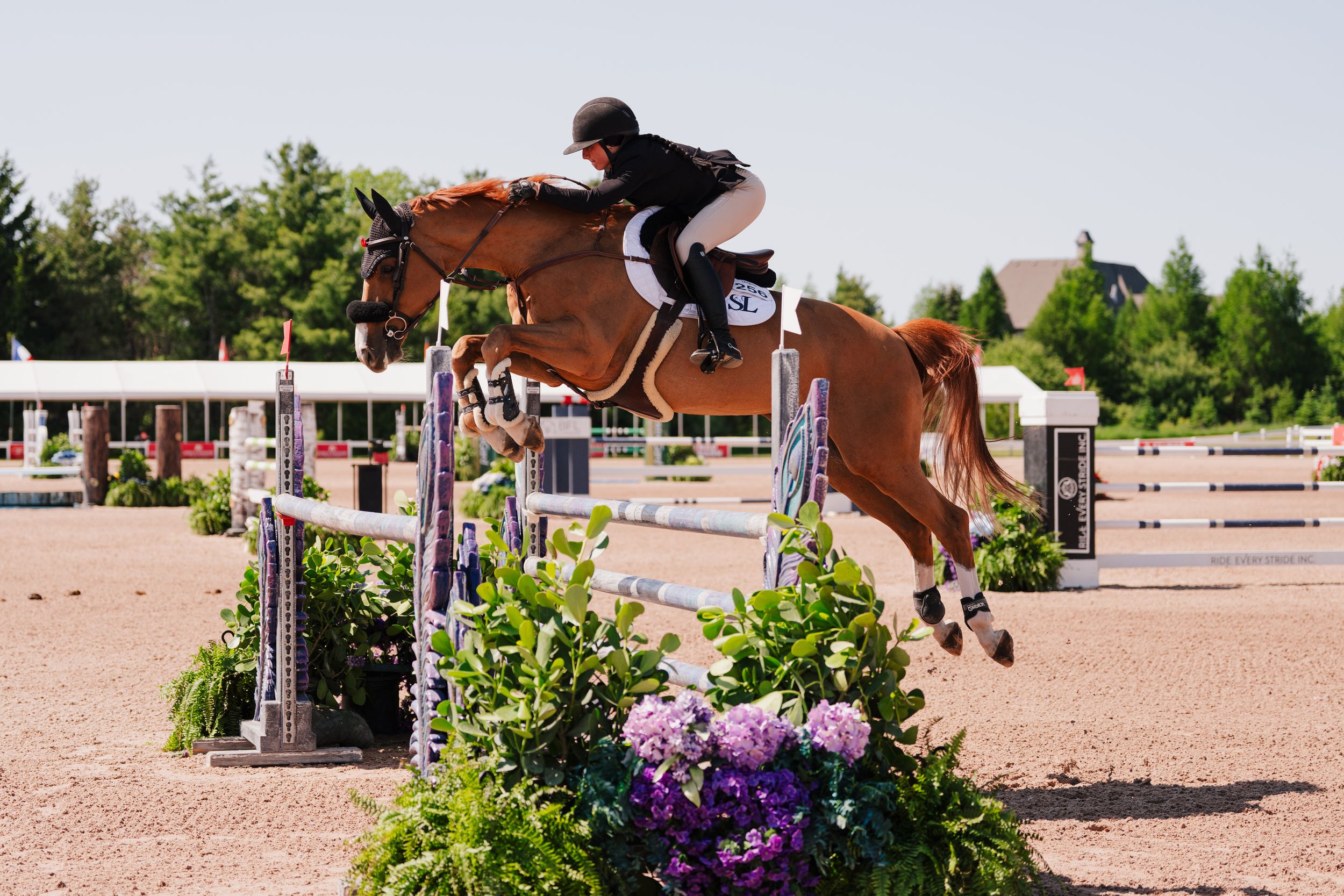Equestrian rider on chestnut horse jumping over colorful fence obstacle in sunny outdoor show jumping competition.