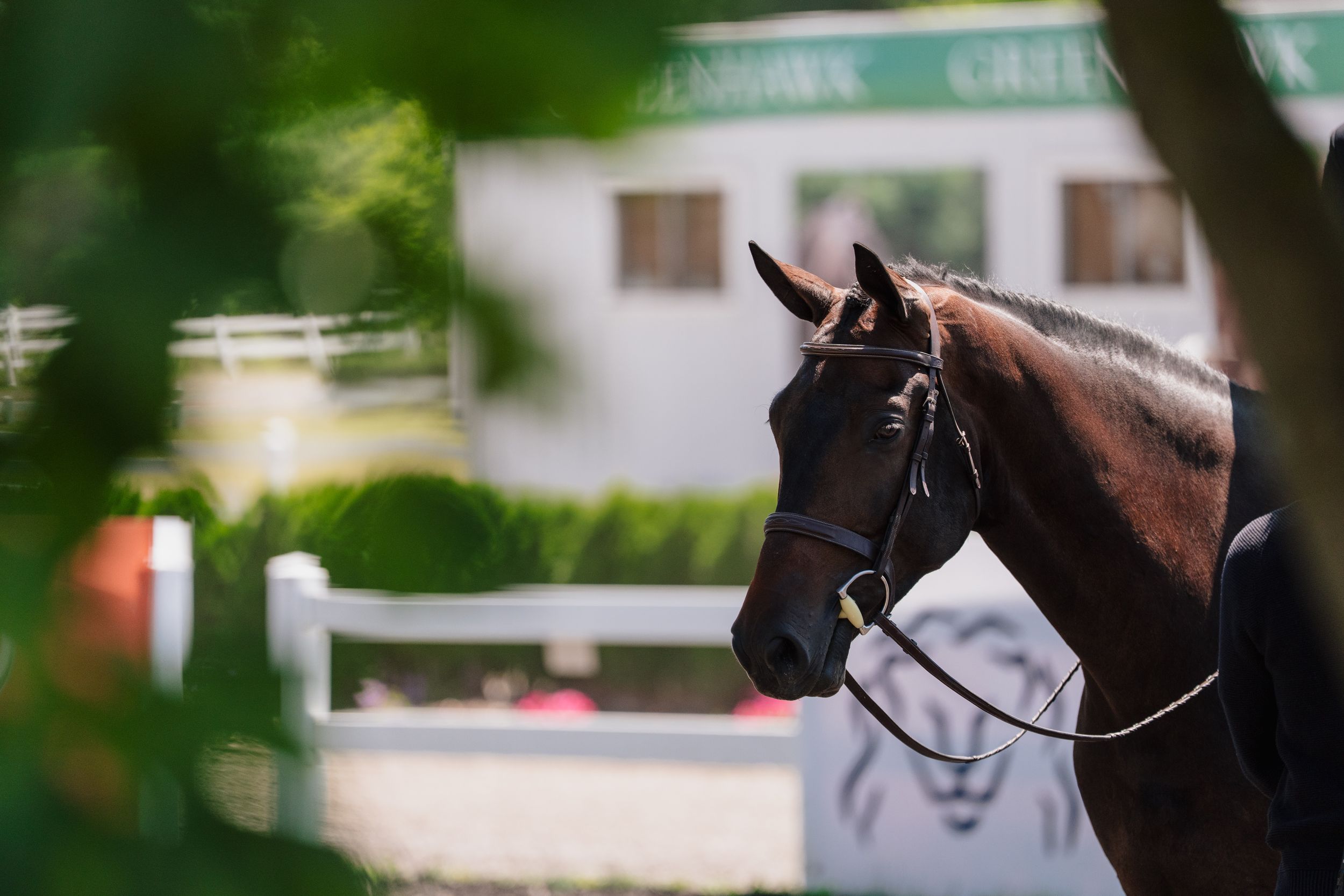 A brown horse wearing a bridle stands in profile near white fences and green hedges at an equestrian venue.