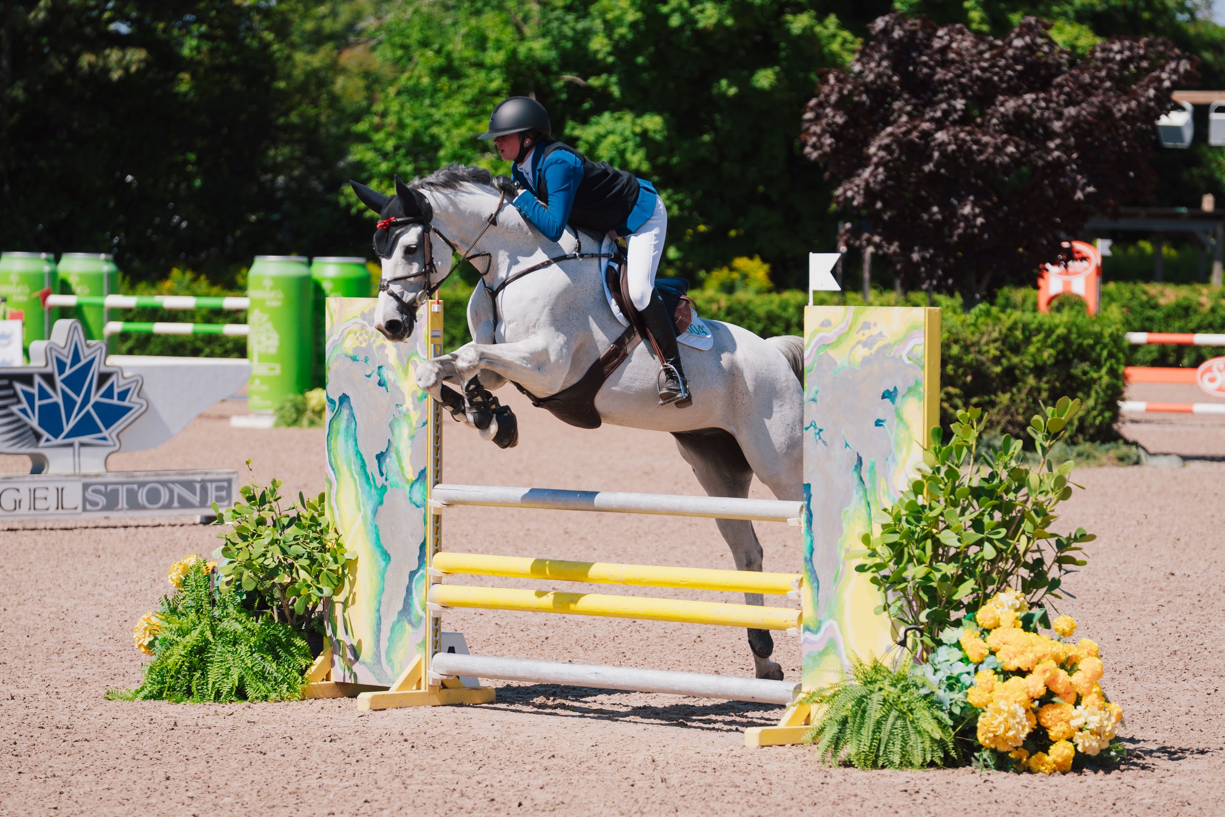 Equestrian show jumping sequence with multiple riders clearing fence obstacles during a competition.