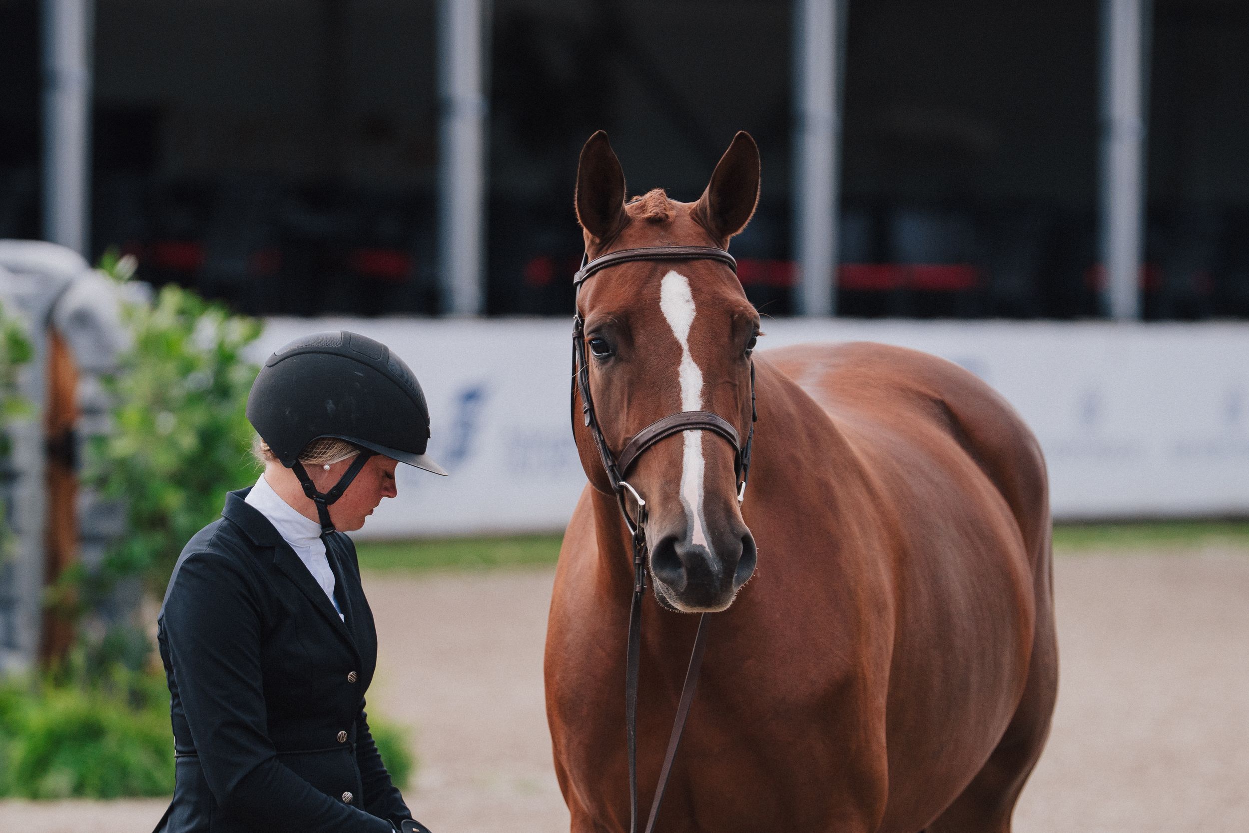 An equestrian rider in formal show attire stands beside a beautiful chestnut horse wearing a bridle in a show arena.