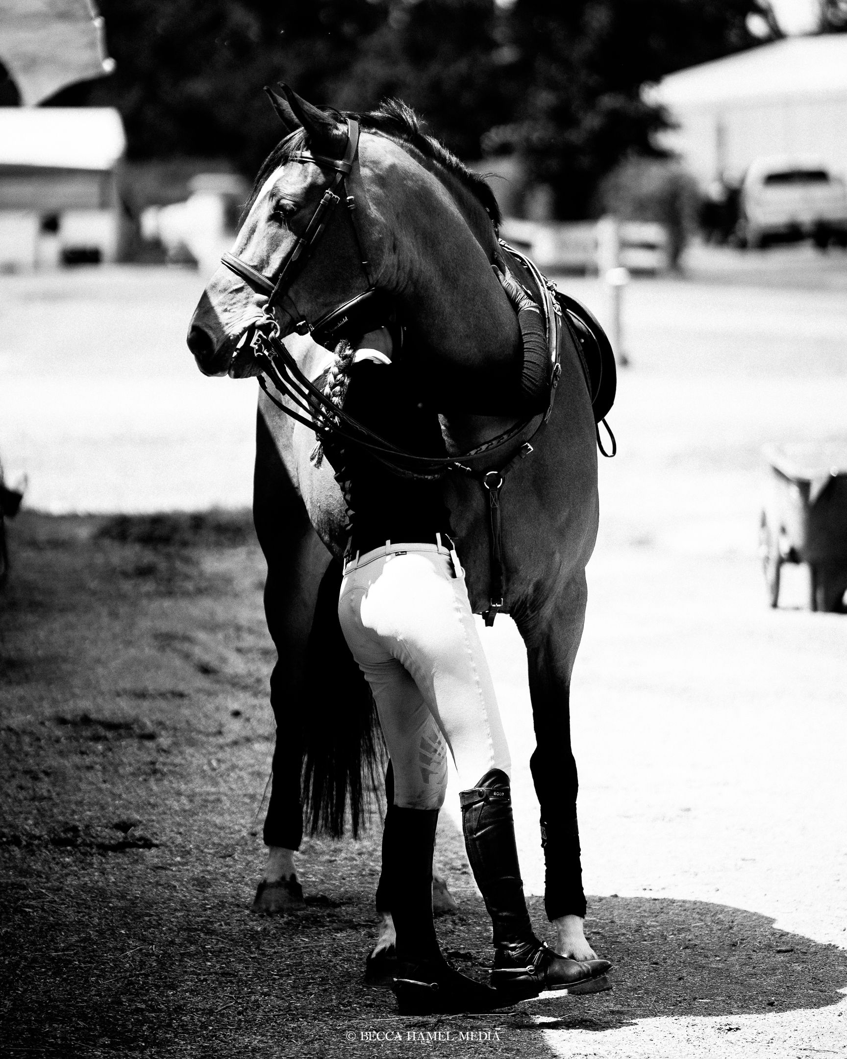 Black and white photograph of someone grooming a saddled horse outdoors, with white wraps on the horse's legs.