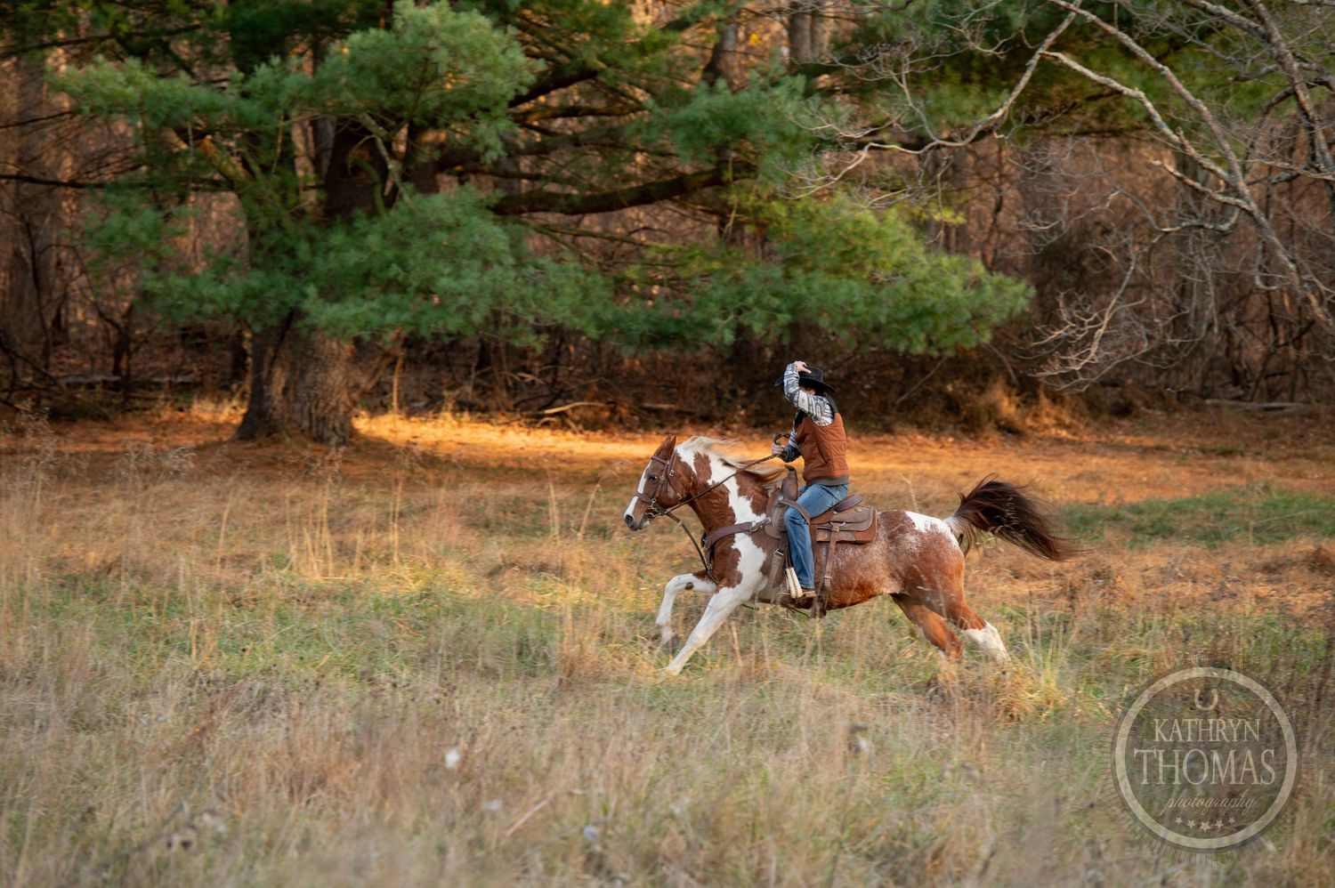 Horse and rider galloping through autumn meadow with pine trees in background.