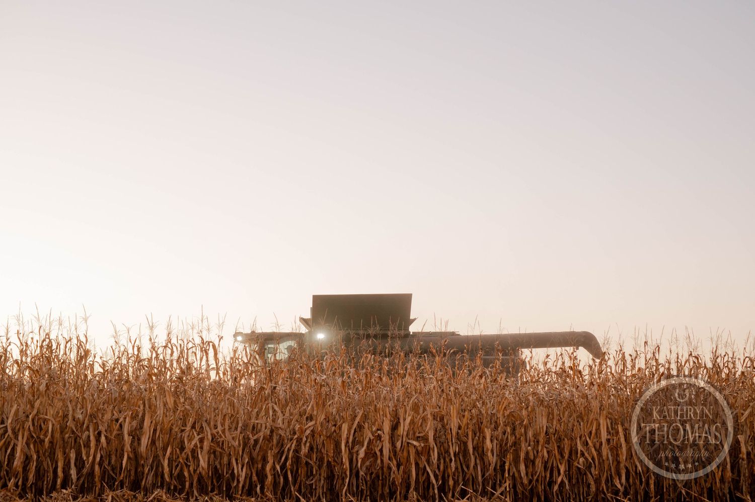 A combine harvester working in a golden cornfield during harvest season.