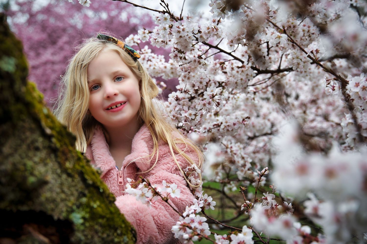Cherry blossom branches frame scene with pink spring blooms. Child Portrait photography session