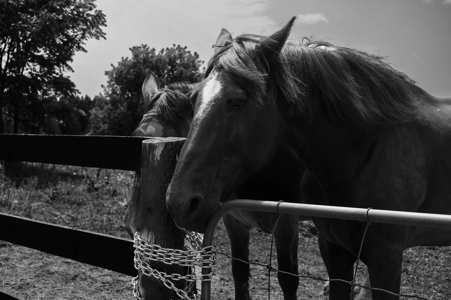 Black and white photograph of two horses, one peering over a metal fence