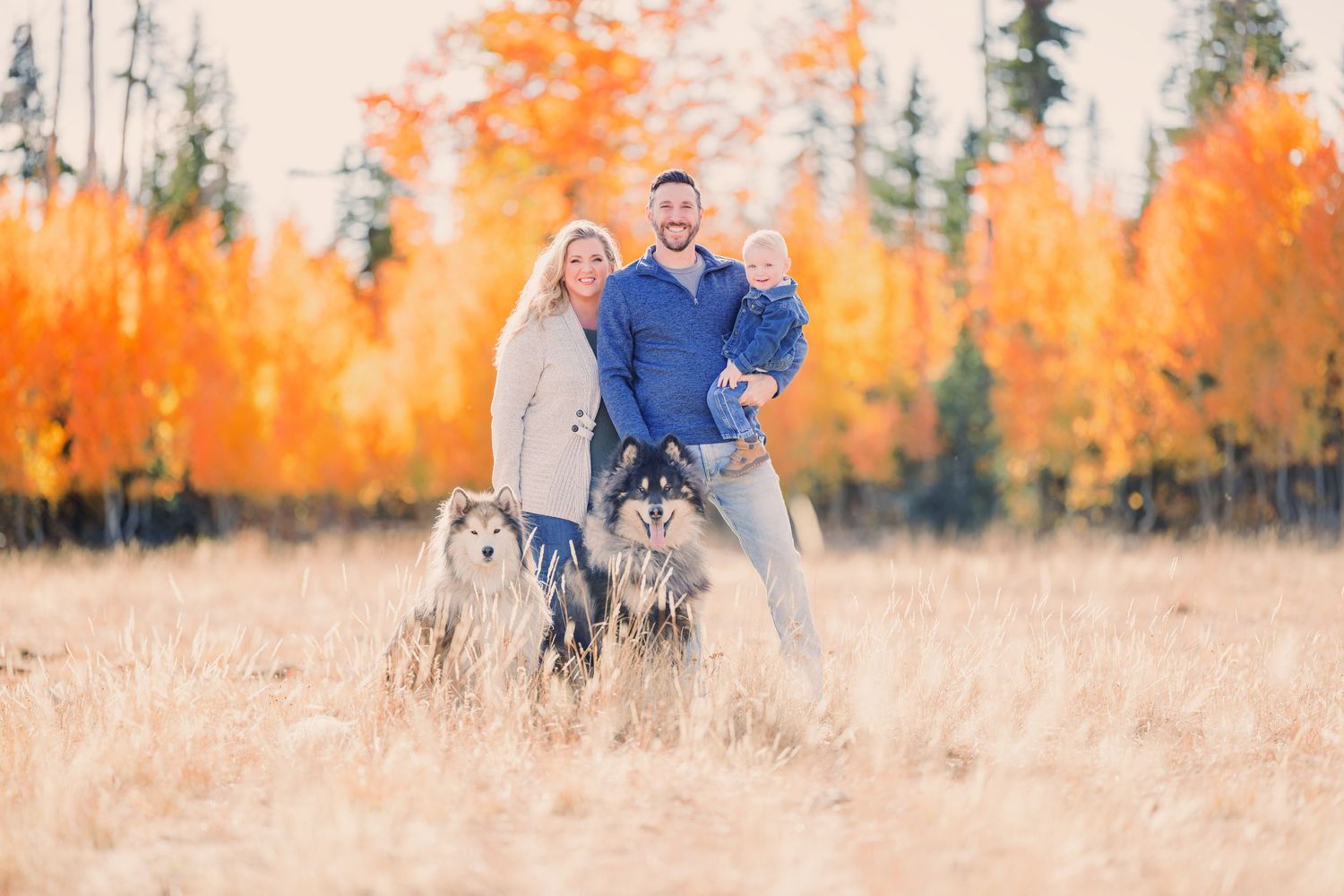 Autumn engagement photos in field with vibrant orange fall foliage in background.