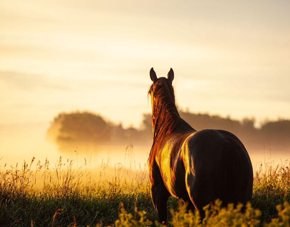 Horse in golden field backlit by warm sunrise light creating a silhouette against the glowing sky.