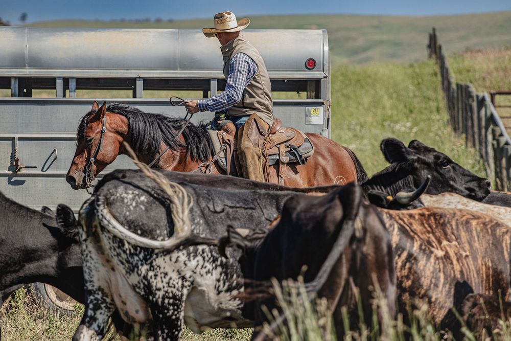 Cowboy herds cattle on horseback across rugged western terrain during a roundup operation.